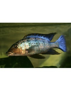 Fossorochromis rostratus