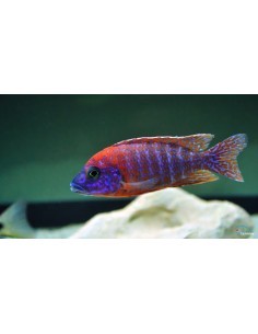 Aulonocara Rubin red...