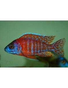 Aulonocara Rubin red... 2