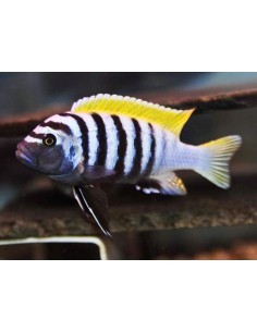 Jalo reef (Cynotilapia afra)