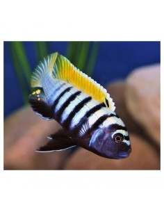 Jalo reef (Cynotilapia afra) 2