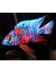 Aulonocara OB (Aulonocara sp)