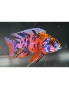 Aulonocara OB (Aulonocara sp) 2