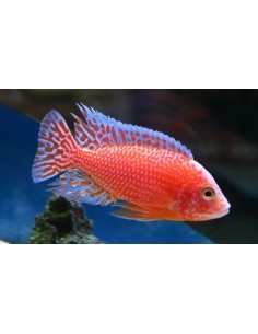 Aulonocara Strawberry...