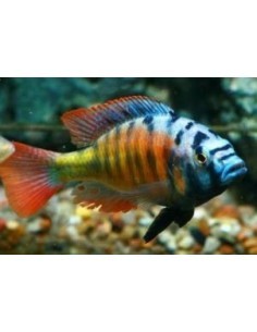 Brownae (Haplochromis Brownae) 2