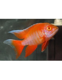 Aulonocara Eureka Red...