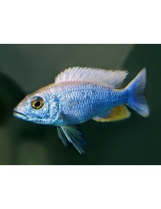 Electric Blue Haplo...