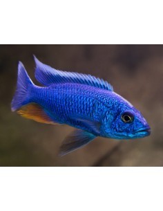Electric Blue Haplo... 2