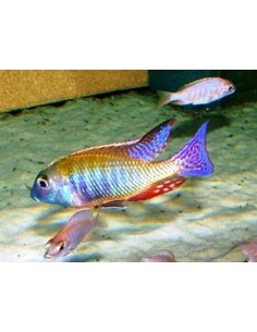 Lethrinops Albus... 2