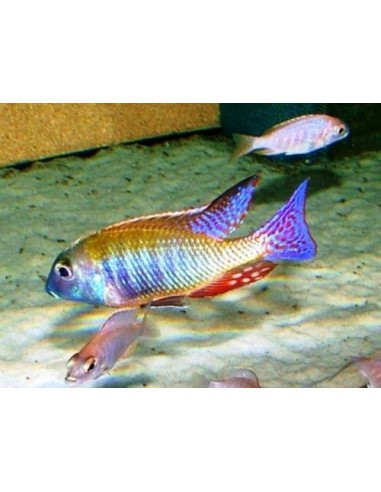 Lethrinops Albus (Lethrinops Albus)