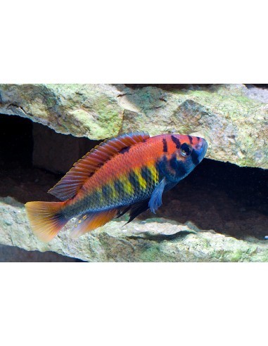 Haplochromis Nyererei (Haplochromis...