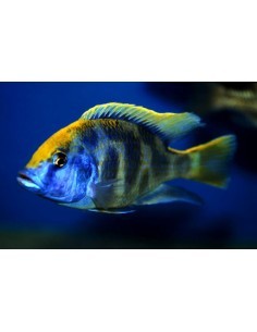 Leopardo Hap (Nimbochromis...