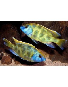 Leopardo Hap (Nimbochromis... 2