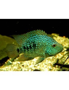 Ciclido Texas Balloon Body...