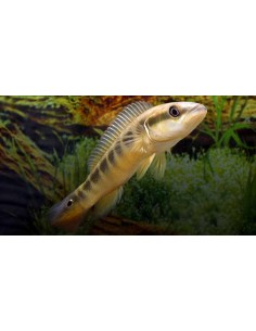 Batrachops cabeza de...