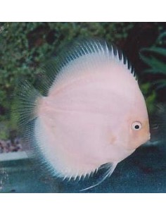 Discus White Diamond...