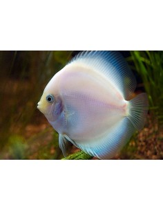 Discus White Diamond... 2