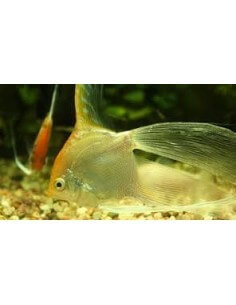 Escalar Velifero... 2