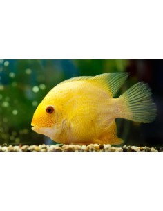 Severum Dorado (Heros severum) 2