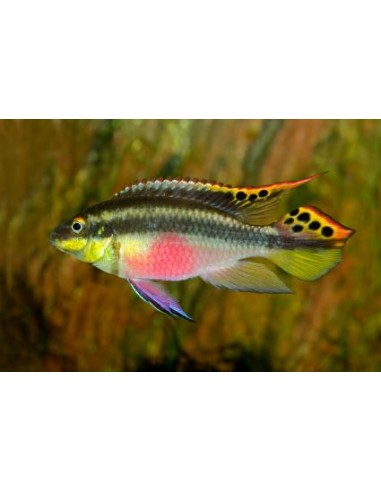 Rainbow Kribensis (Pelvicachromis...
