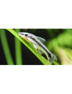 Limpia vidrios rayado... 2