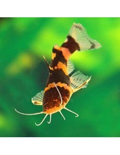 Bumblebee catfish...