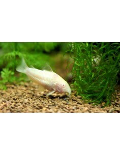 Limpiafondos Bronce Albino... 2