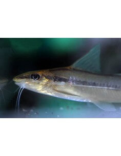 Bagre Cantor (Pimelodella... 2