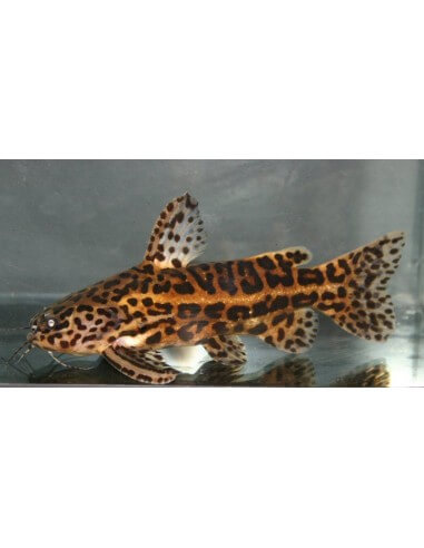 Jaguar Catfish (Liosomadoras Oncinus)