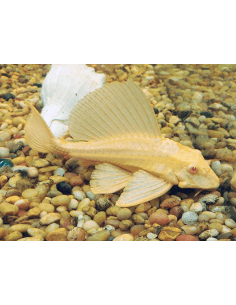 Pleco leopardo albino...