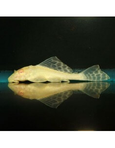 Pleco leopardo albino... 2