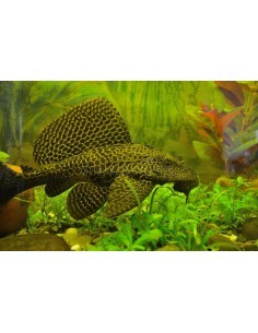 Pleco leopardo...