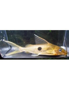 Synodontis Silver Punto... 2
