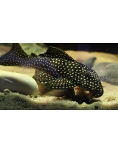Pleco L48 Rubi Spot Magnum...