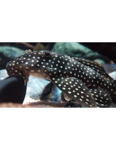 Pleco L48 Rubi Spot Magnum... 2