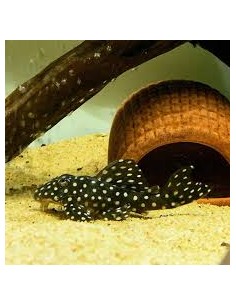 Pleco L471 Big Spot...