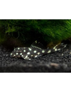 Pleco L471 Big Spot... 2