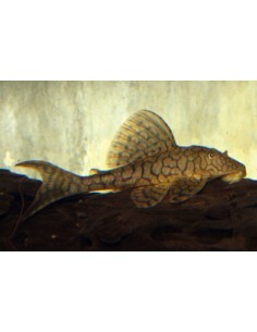 Pleco L37 Honeycomb...