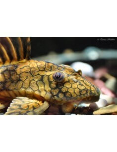 Pleco L37 Honeycomb... 2