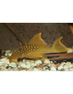Pleco L200A Hi fin lemon...