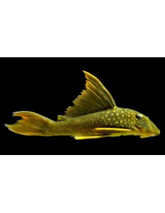 Pleco L200A Hi fin lemon... 2