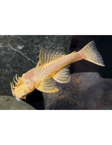 Ancistrus Albino ojo Rojo (Ancistrus...