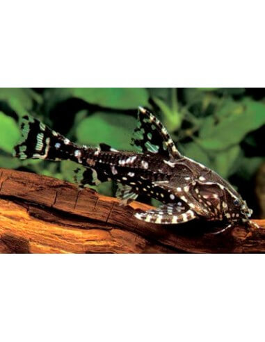 Dora punteada (Agamyxis Pectinifrons )