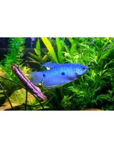 Tricho Azul (Trichogaster...