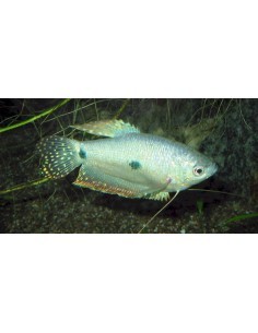 Tricho Azul (Trichogaster... 2