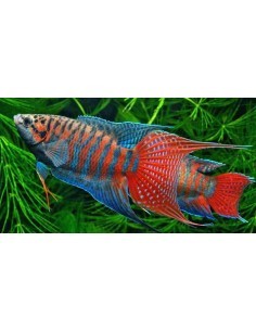Pez paraiso (Macropodus...