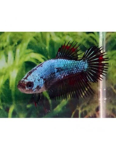 Betta CrownTail hembra surtida (Betta...