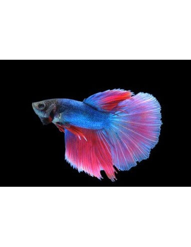 Betta Macho (betta splendens)