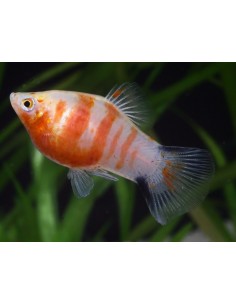 Platy Tigre rojo...