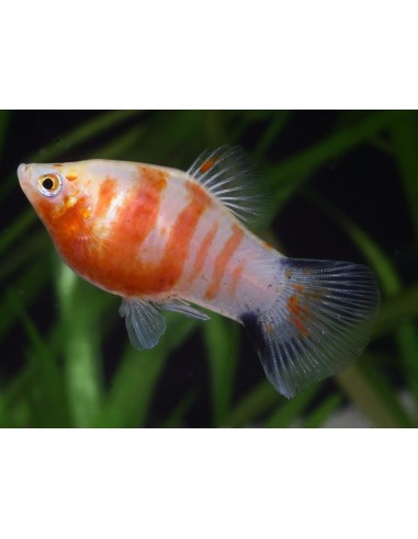 Platy Tigre rojo (Xiphophorus maculatus)